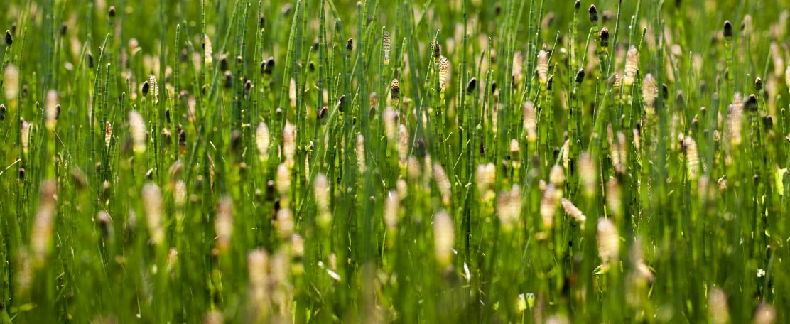 Circulaire watervoorziening tuinbouw: Water uit de kas