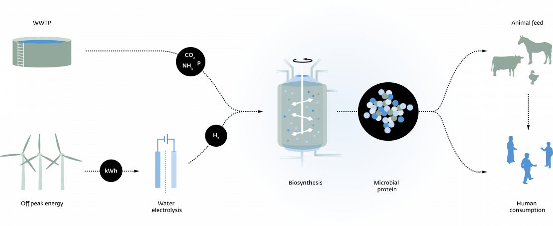 Nieuwe website Power-to-Protein: alles over het maken van eiwitten uit afvalwater