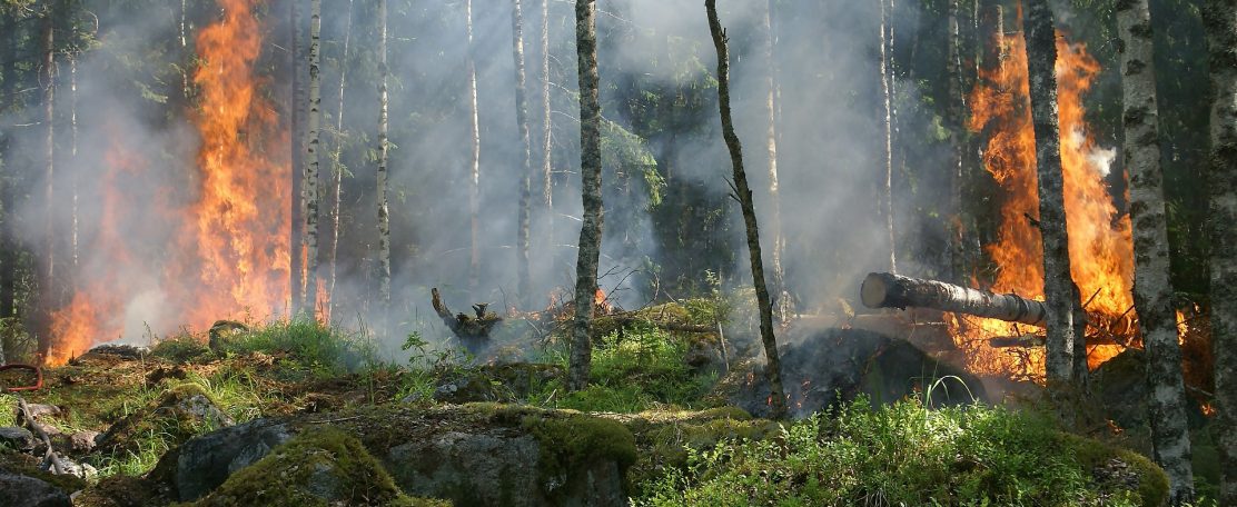 Water en Vuur: hydrologische voorspellingen voor de beheersing van natuurbranden