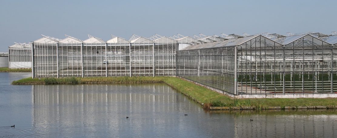 Meer en veiligere recirculatie van drainwater door snelle detectie van infectieus virus in de glastuinbouw