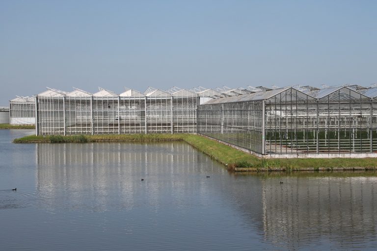 Meer en veiligere recirculatie van drainwater door snelle detectie van infectieus virus in de glastuinbouw