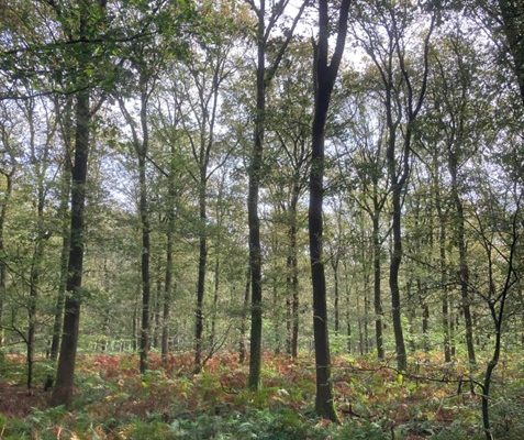 RECHARGE: watersysteemherstel door datagedreven begrip van bosverdamping en grondwateraanvulling