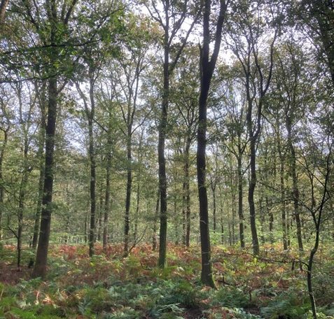 RECHARGE: watersysteemherstel door datagedreven begrip van bosverdamping en grondwateraanvulling