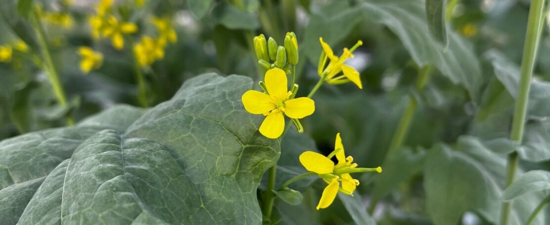 Circulaire grondstoffen in een klimaatneutrale wereld: levering van uit afvalwater teruggewonnen biosulfuur aan de agrovoedingssector