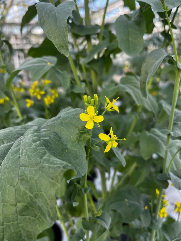 Circulaire grondstoffen in een klimaatneutrale wereld: levering van uit afvalwater teruggewonnen biosulfuur aan de agrovoedingssector