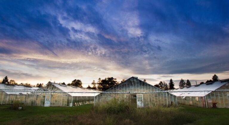 Met machine learning zoeken naar verband tussen plantprestatie en waterkwaliteit in de kas