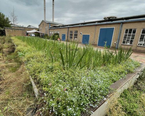 Fytoremediatie als basis voor zuiverend groen in de stad II