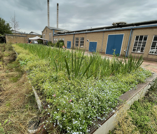 Fytoremediatie als basis voor zuiverend groen in de stad II