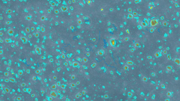VIPER-M: VIrus Predictive rEtention via advanced poRe analysis in Membranes