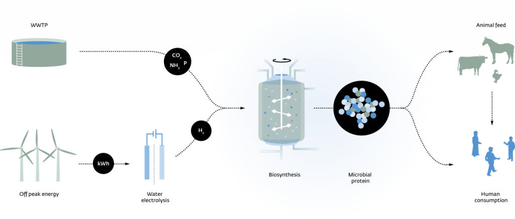 het Power-to-Protein concept: het terugwinnen van ammonium uit de afvalwaterketen om er eiwitten van te maken.