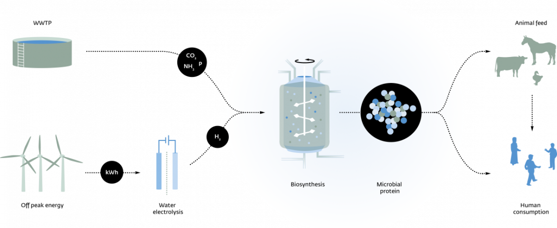 Power-to-Protein: efficiënte inbreng van waterstof (fase 3)